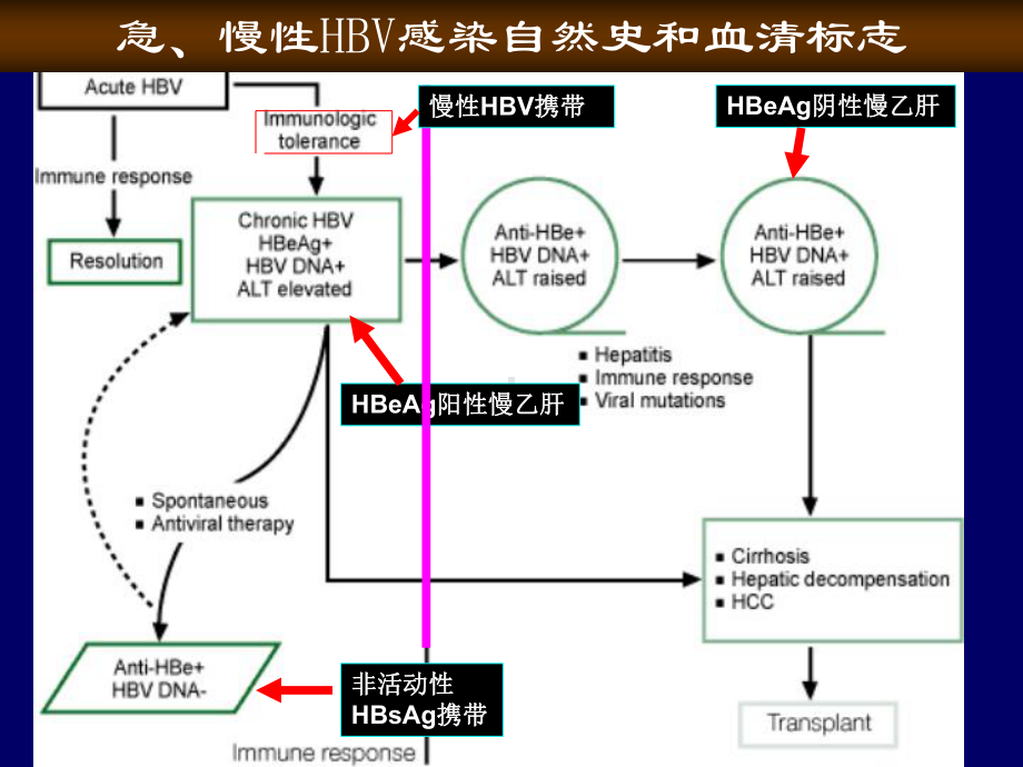 干扰素乙肝临床应用专家建议课件.ppt_第3页