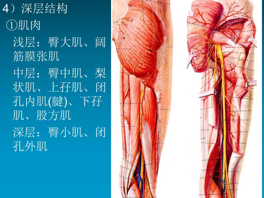 第三课臀区股后区腘窝课件.ppt_第3页