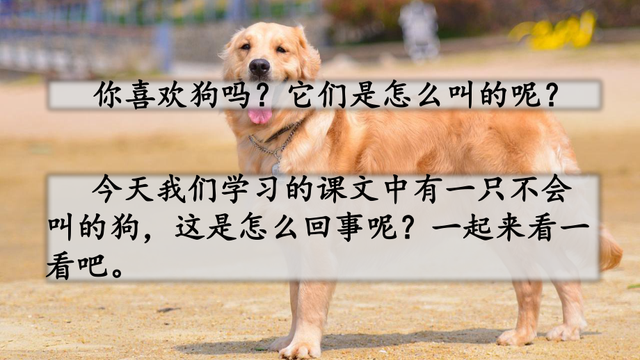 不会叫的狗全文课件2.pptx_第1页