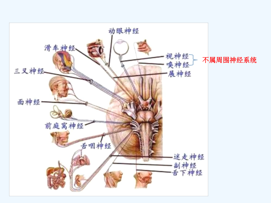 周围神经病诊断课件.ppt_第2页