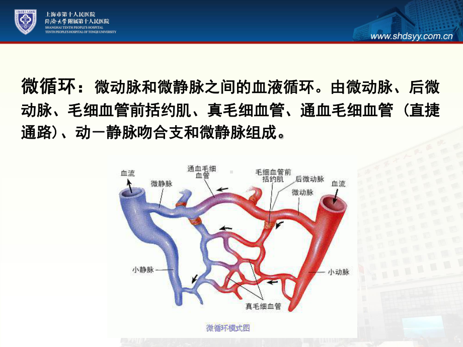 微循环重建脓毒症治疗的新方向？王胜课件.ppt_第3页