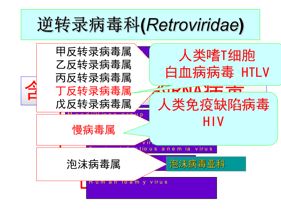 医学微生物学第33章逆转录病毒课件.ppt_第2页