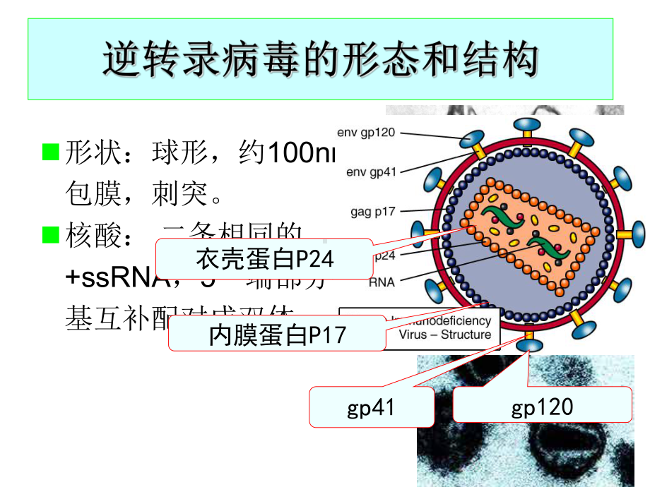 医学微生物学第33章逆转录病毒课件.ppt_第3页