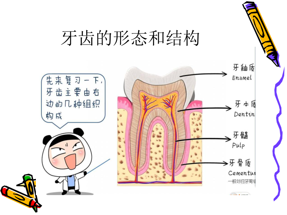 学会正确的刷牙课件.ppt_第2页