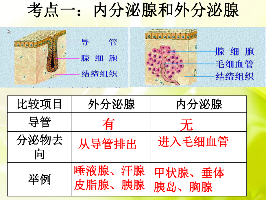 生物中考复习专题八：内分泌系统和运动系统课件.ppt_第3页