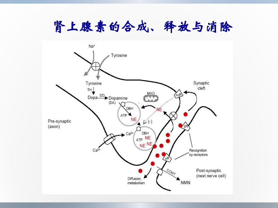 拟肾上腺素药和抗肾上腺素药2课件.ppt_第3页