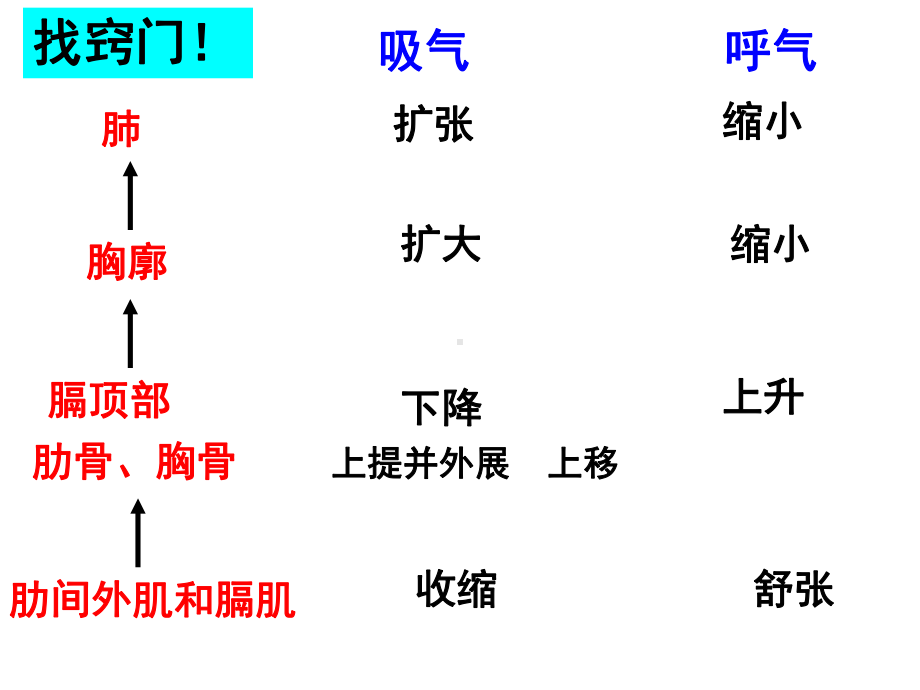 肾脏的结构 初一生物课件教案 北师大版.ppt_第2页