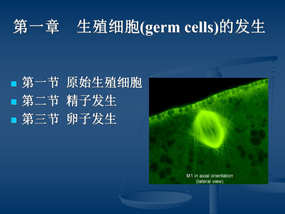 生殖细胞的发生课件.ppt_第1页