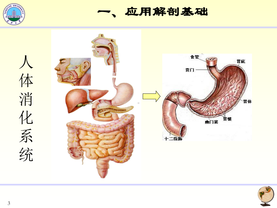 胃十二指肠影像学课件.ppt_第3页