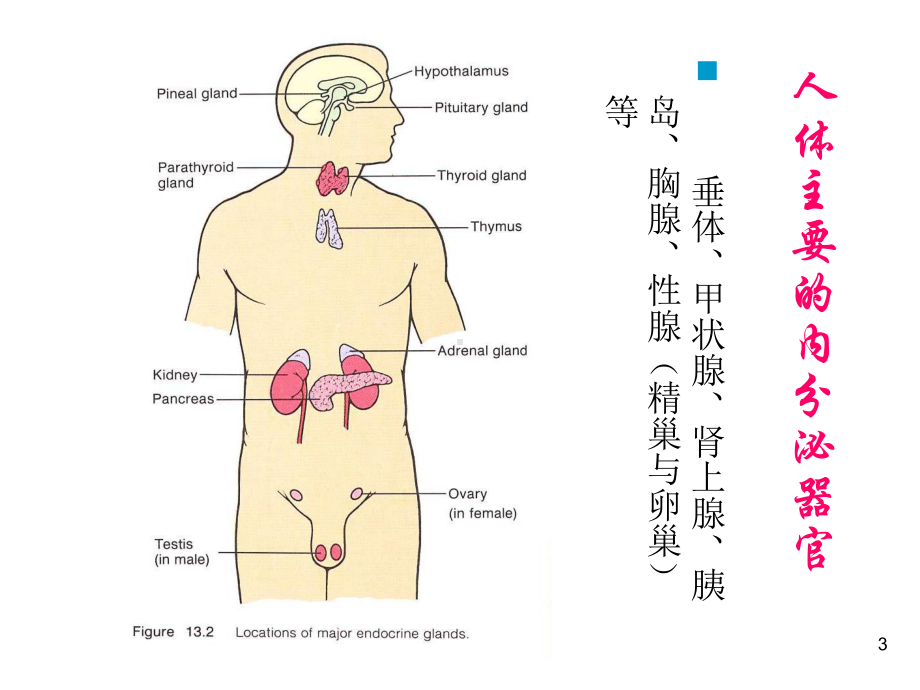 内分泌与生殖课件.ppt_第3页