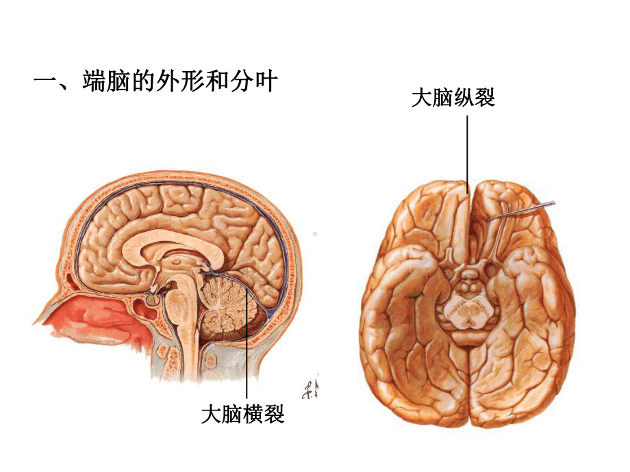 系统解剖学(端脑部分)课件.ppt_第3页