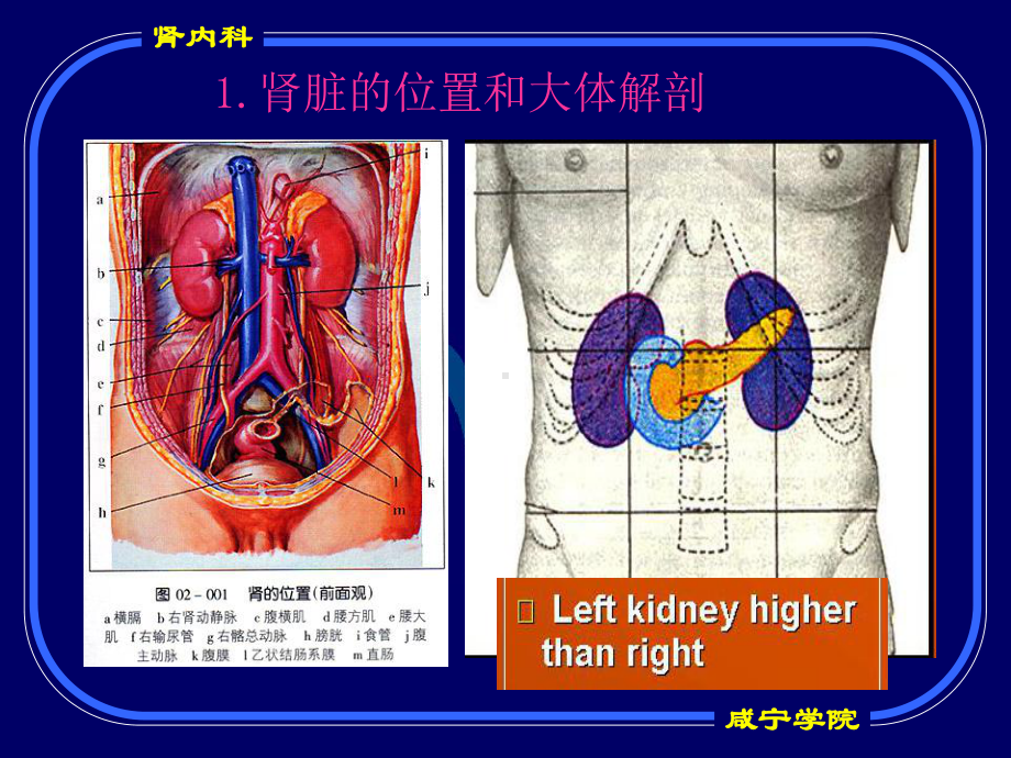 肾脏疾病总论课件.ppt_第3页