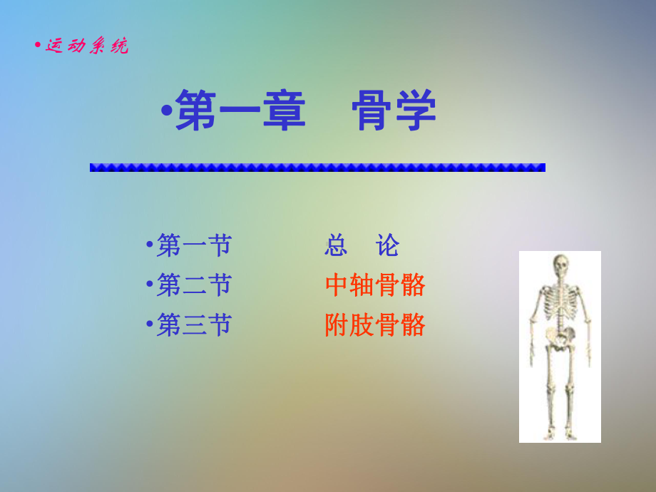 人体解剖学骨学课件.pptx_第2页