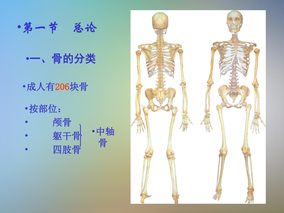 人体解剖学骨学课件.pptx_第3页