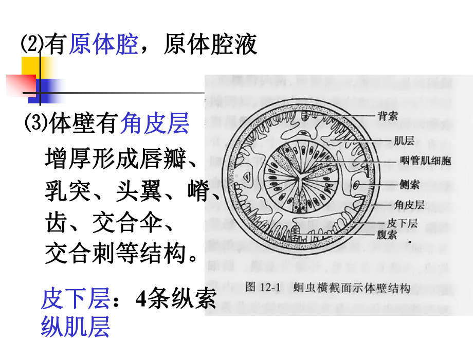 线虫概论、蛔虫、鞭虫课件讲义.ppt_第1页