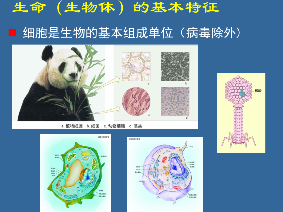 生物学基础01绪论课件.ppt_第3页