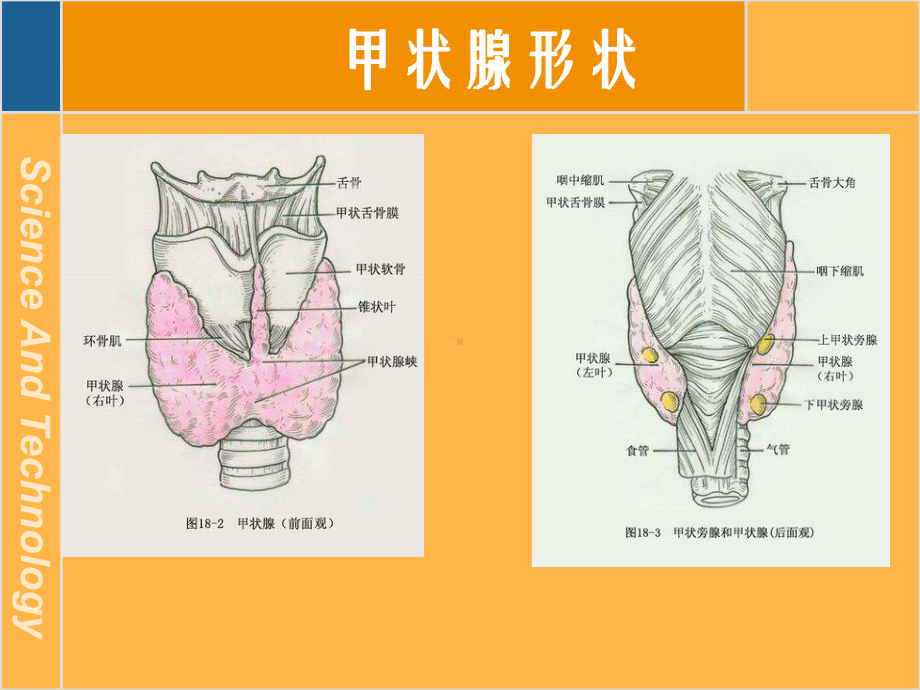 甲状腺疾病及治疗1课件.ppt_第2页