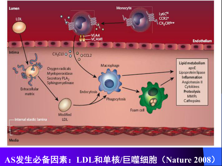 他汀类药物降脂防治冠心病2009赵课件.ppt_第3页