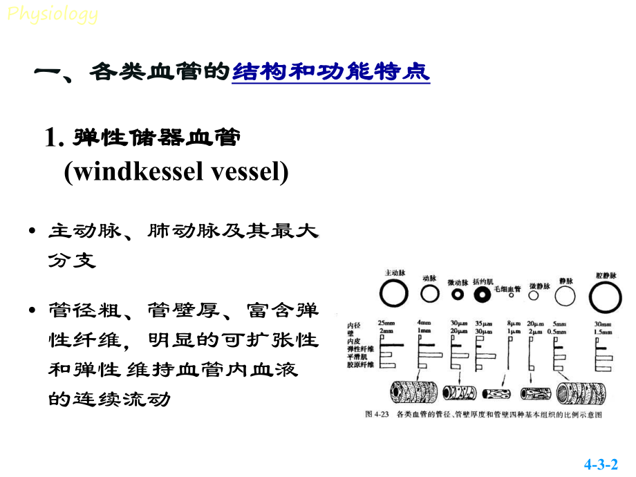 生理课件第三节血管生理.ppt_第2页