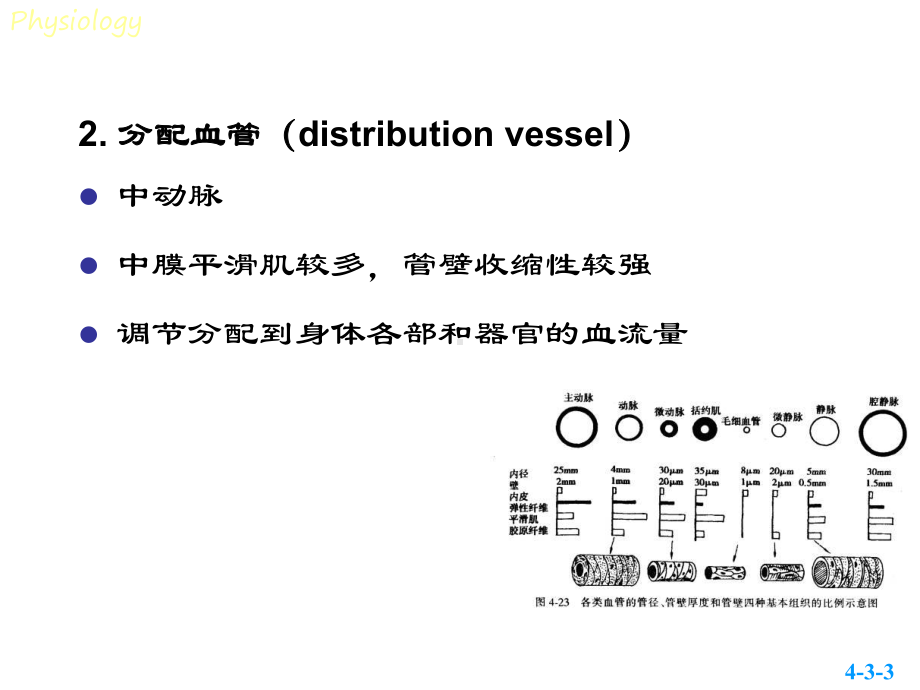 生理课件第三节血管生理.ppt_第3页