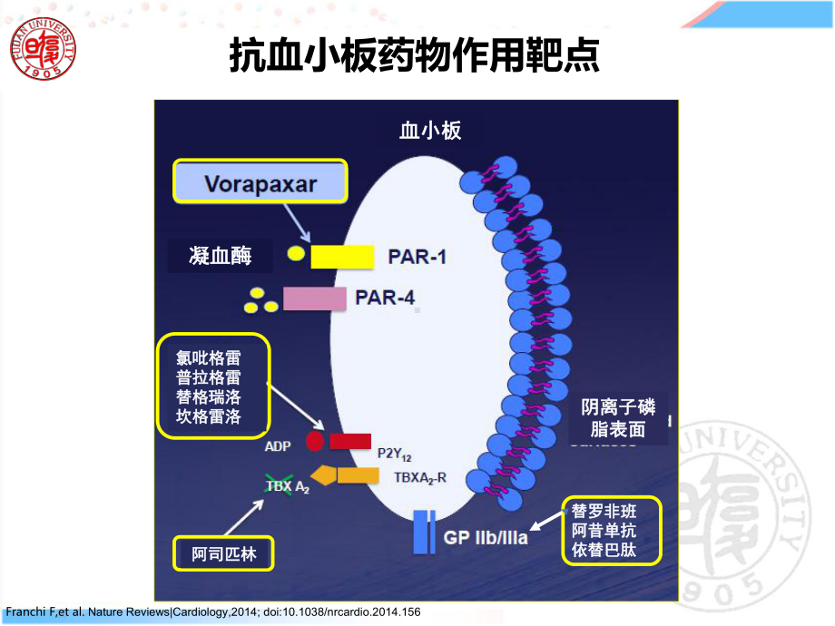 从分子到临床阐述抗栓药物的差异课件.ppt_第3页