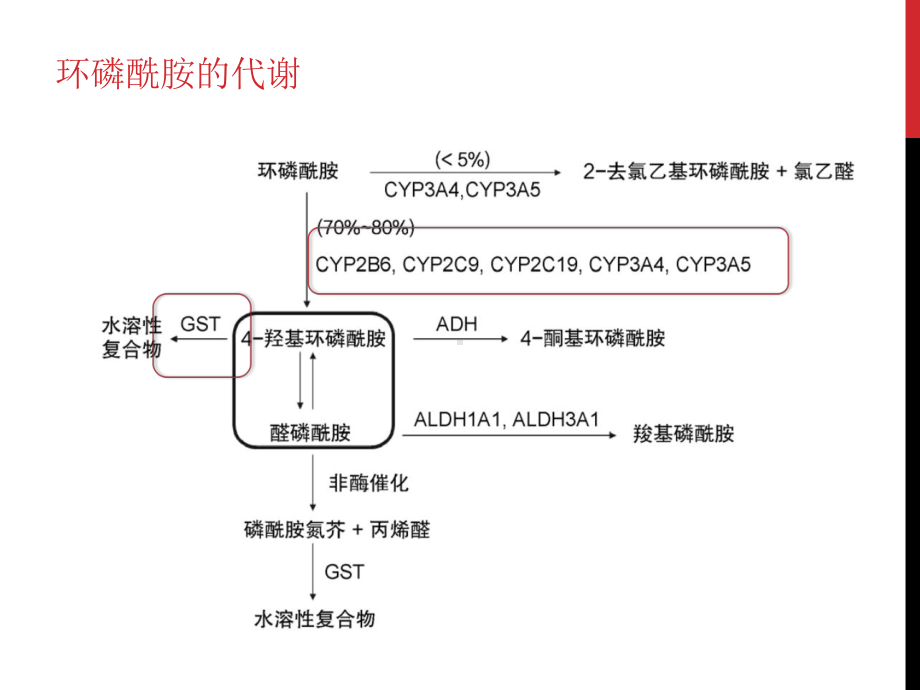 基因多态性与环磷酰胺方案.ppt_第2页