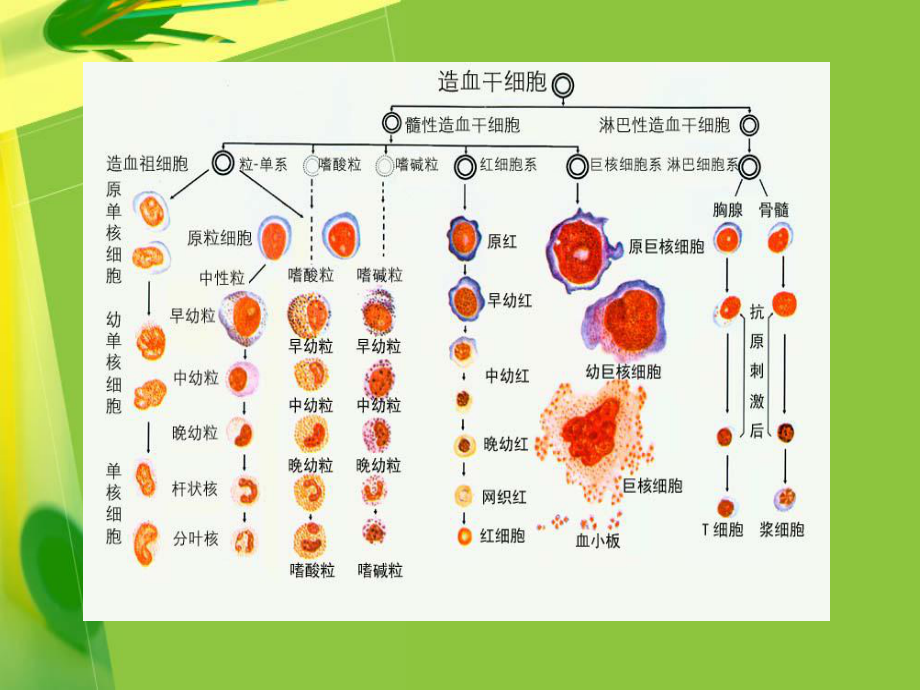 红细胞的分化课件.ppt_第2页