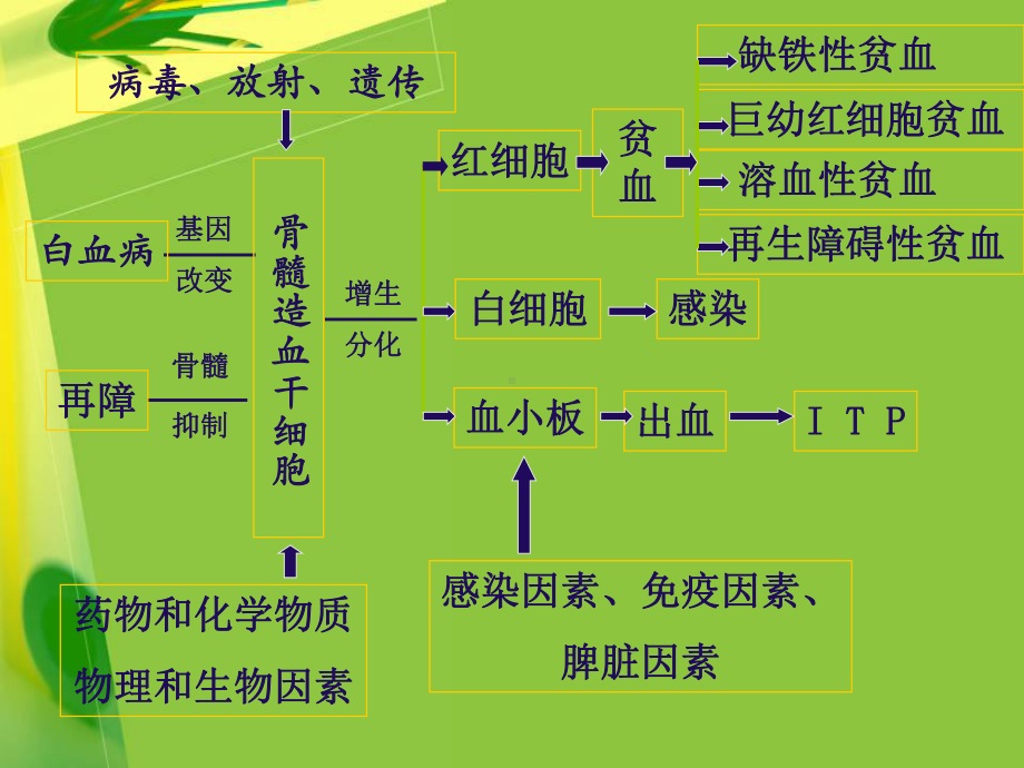 红细胞的分化课件.ppt_第3页