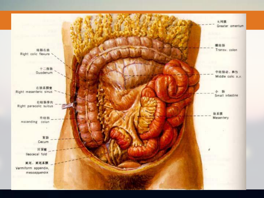 结肠下区和腹膜后隙 课件.ppt_第3页