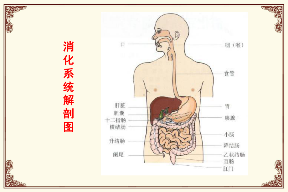 消化道用药课件.ppt_第2页