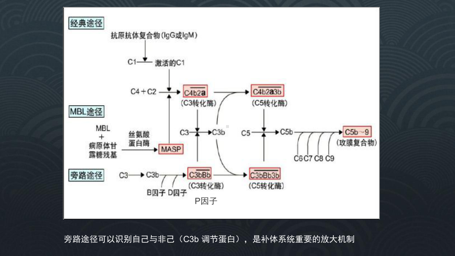 补体与肾脏病课件.pptx_第3页