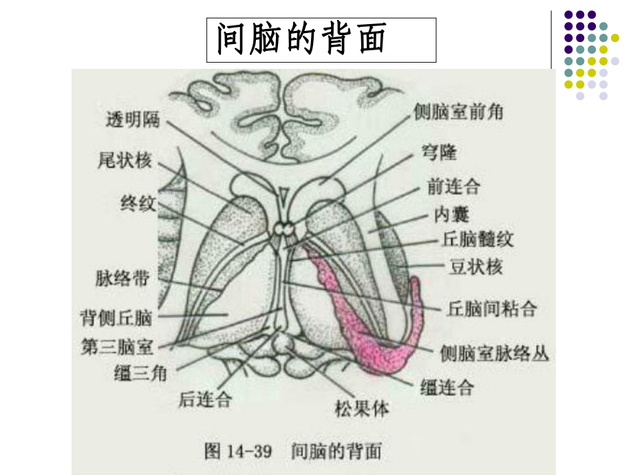 垂体病变MRI诊断思路(详细版)课件.ppt_第3页