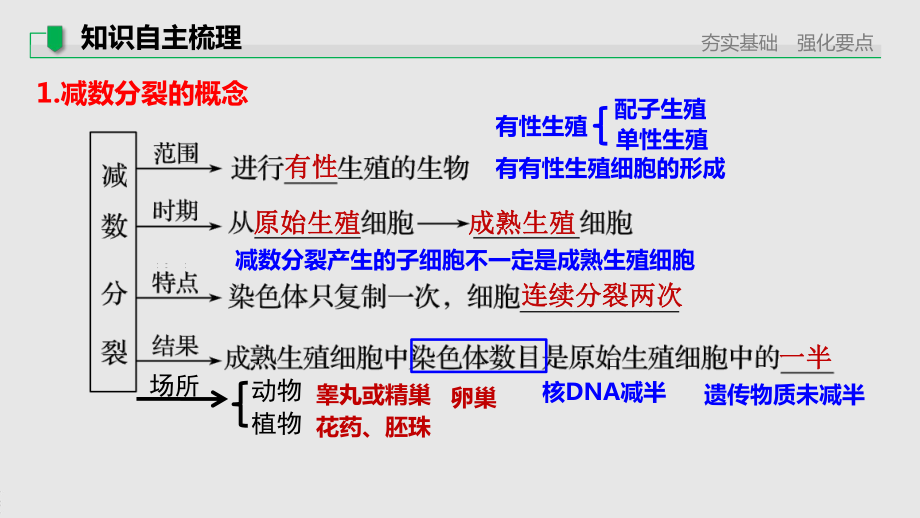 人教版高中生物一轮复习课件-减数分裂和受精作用.pptx_第3页