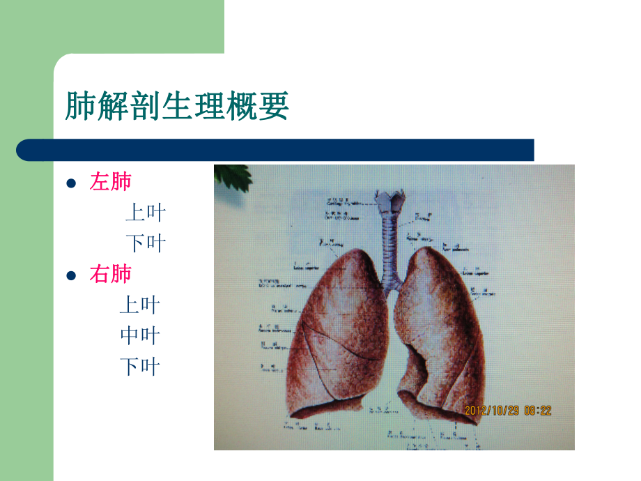 肺癌手术护理常规课件.ppt_第2页