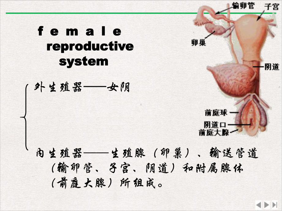 解剖学之女性生殖系统完整版课件.ppt_第2页