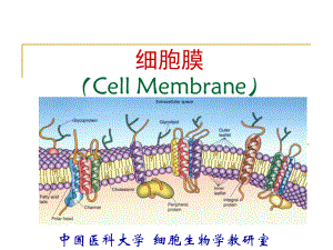 膜外在蛋白课件.ppt