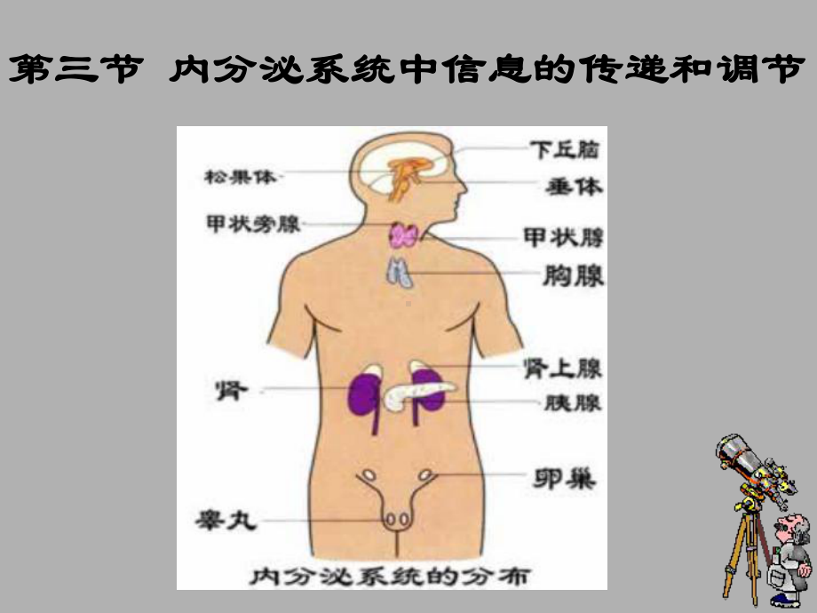 内分泌系统调节1课件.ppt_第3页