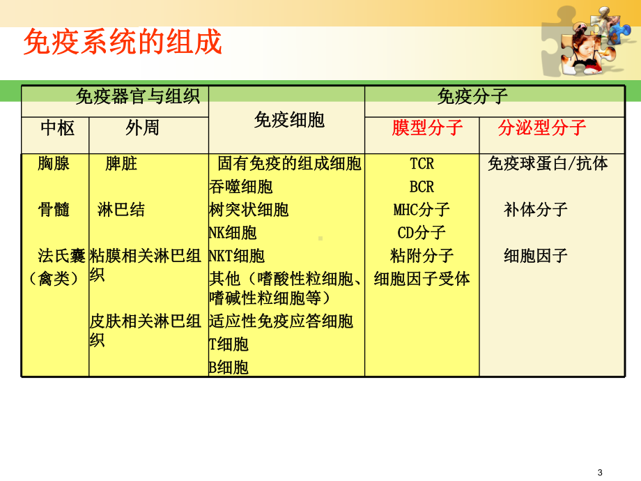 主要组织相容性复合体与其编码分子C课件.ppt_第3页