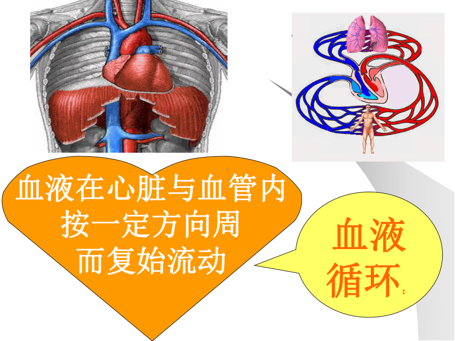 第七章循环与运动课件.ppt_第2页