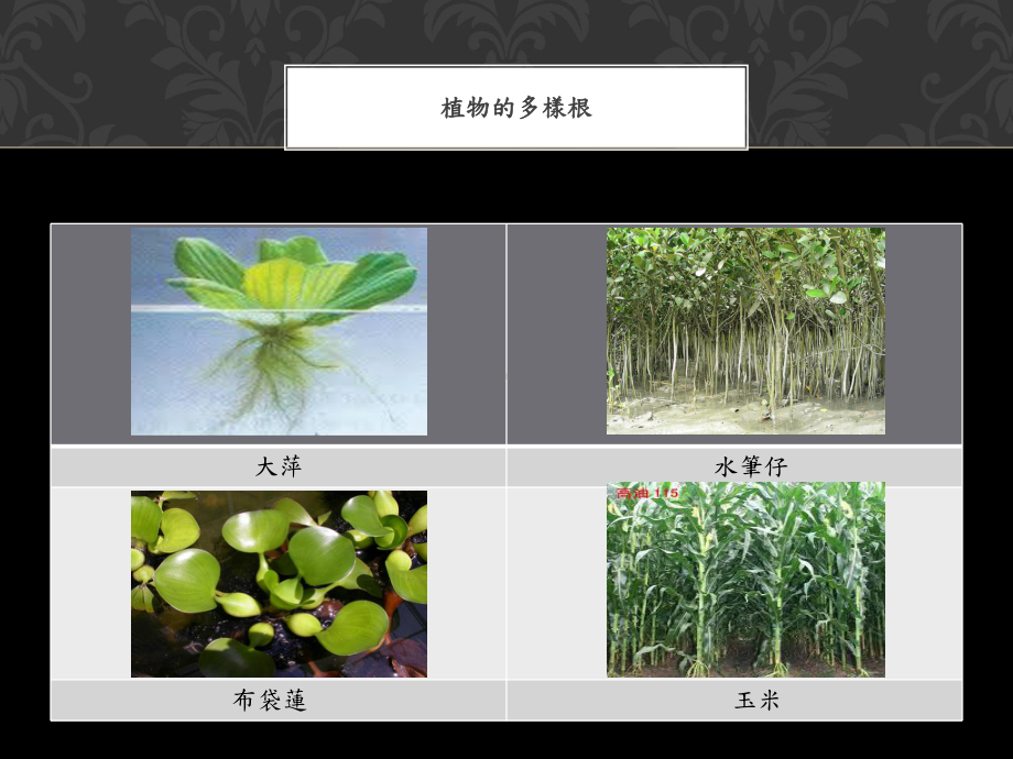 块根萝卜储存根课件.ppt_第3页