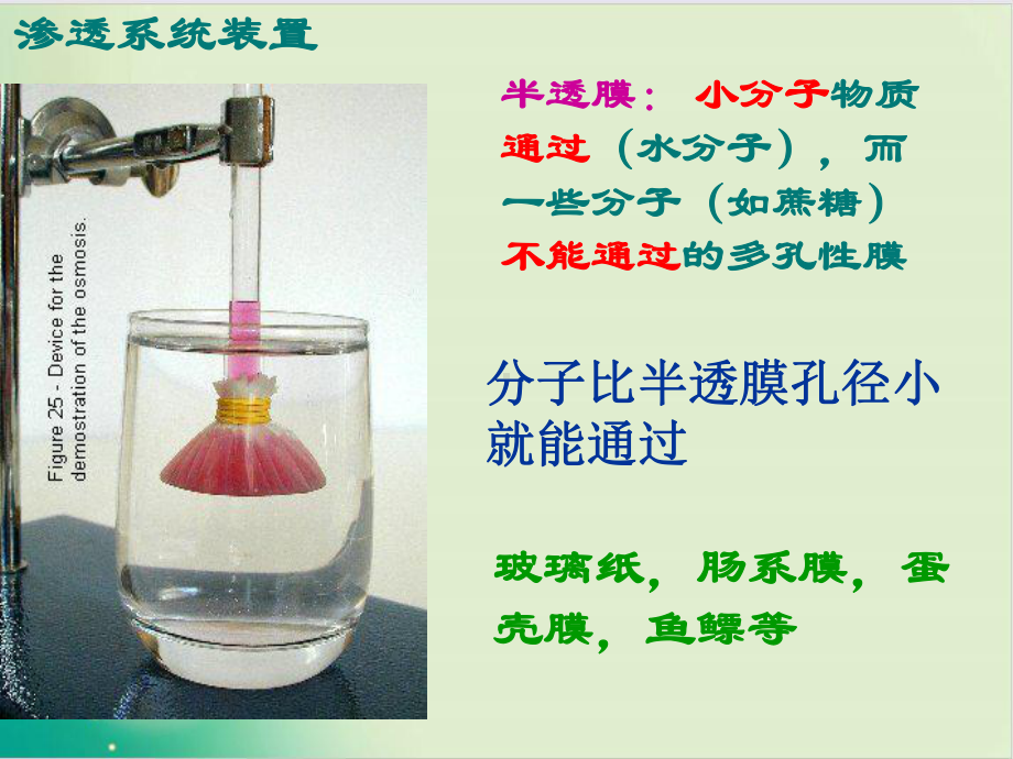 人教版《物质跨膜运输的实例-》课件11.ppt_第2页