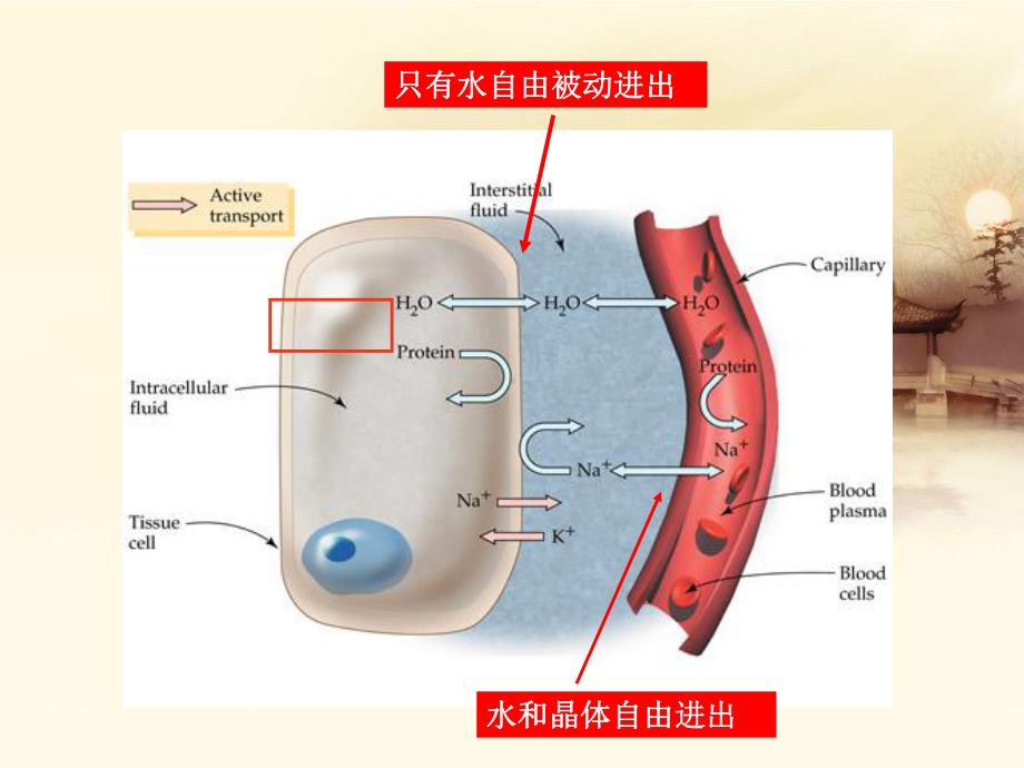 禁食、危重病人补液课件.ppt_第3页