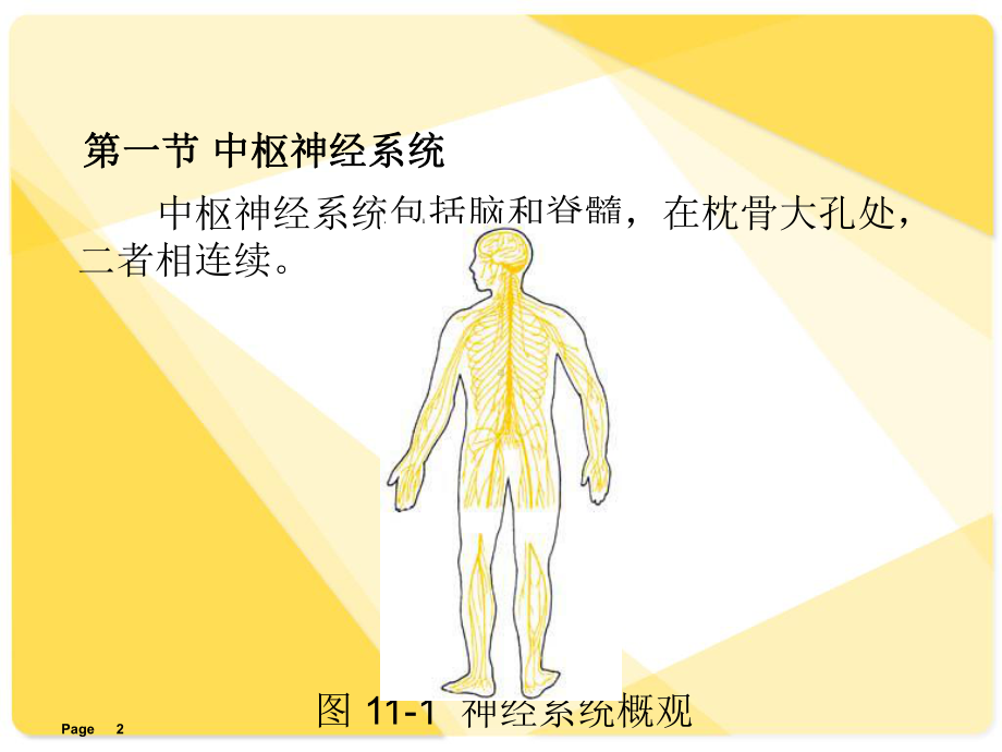 人体解剖学神经系统课件讲义.ppt_第2页