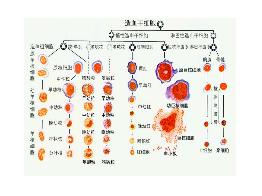 护考血液系统课件.ppt_第2页