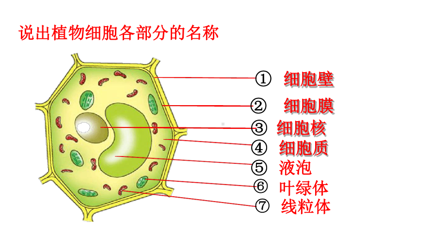 济南版细胞的分裂和分化课件.ppt_第1页