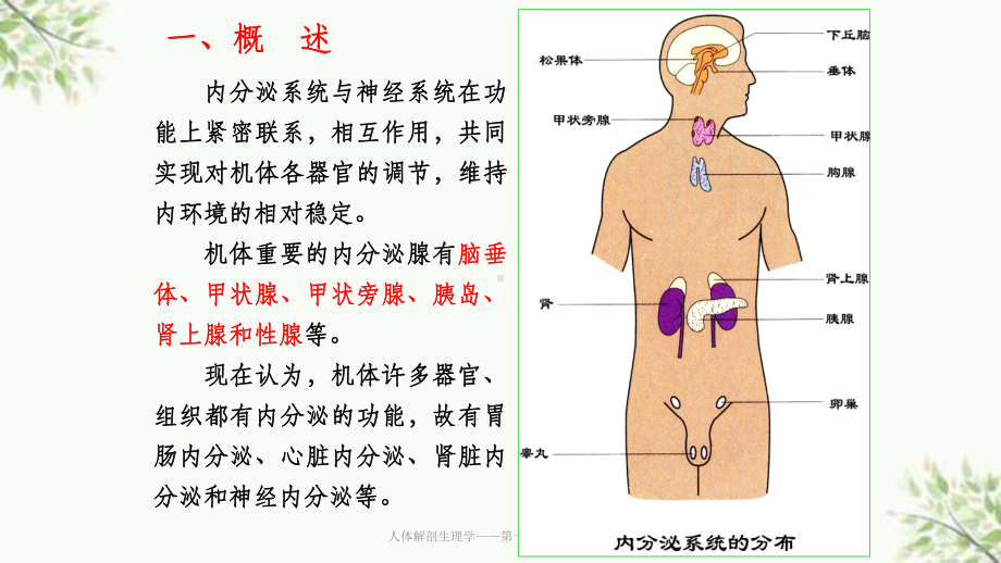 人体解剖生理学-第十一章内分泌系统课件.ppt_第2页