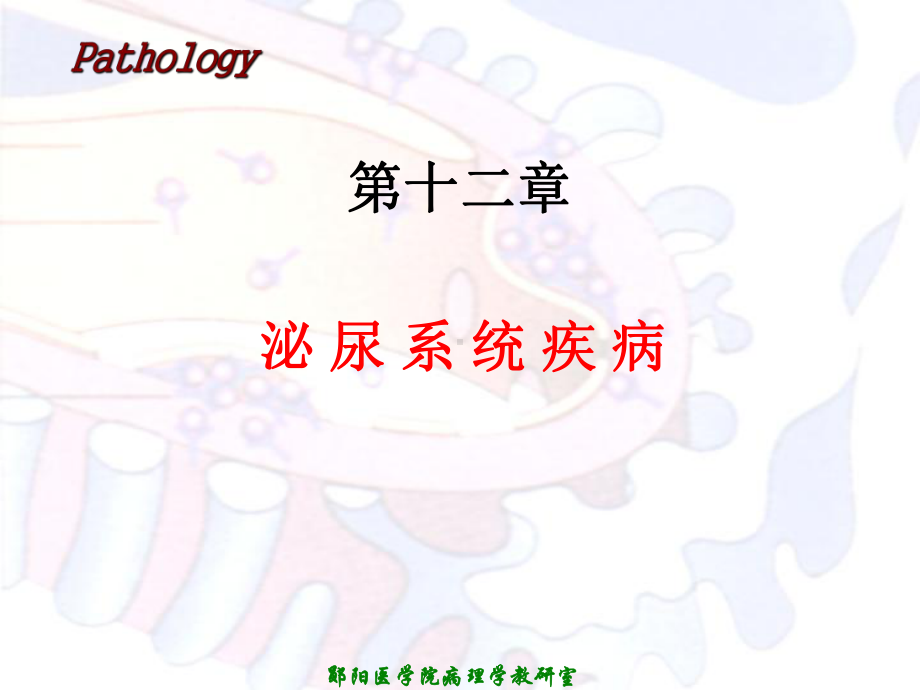 病理学第十二章泌尿系统疾病课件.ppt_第1页