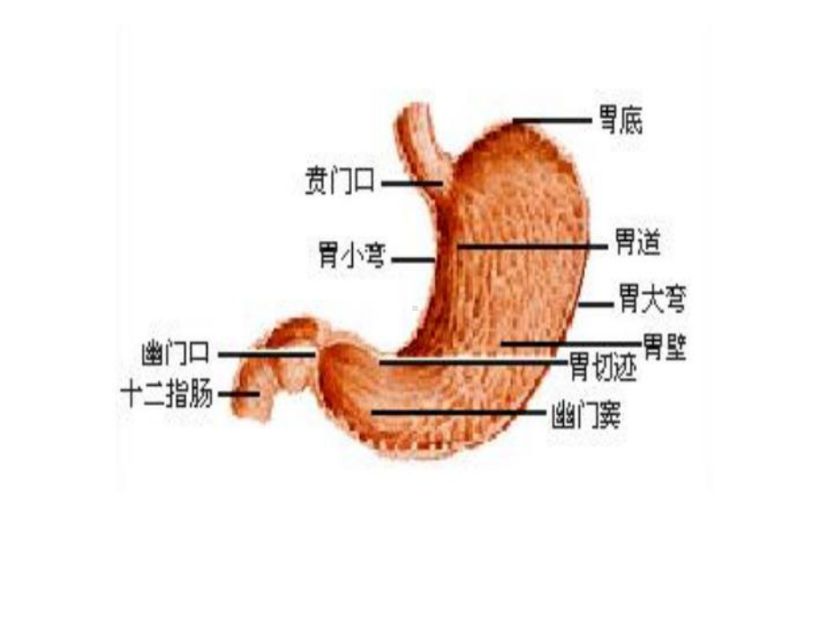 内科护理学课件胃癌护理.ppt_第3页