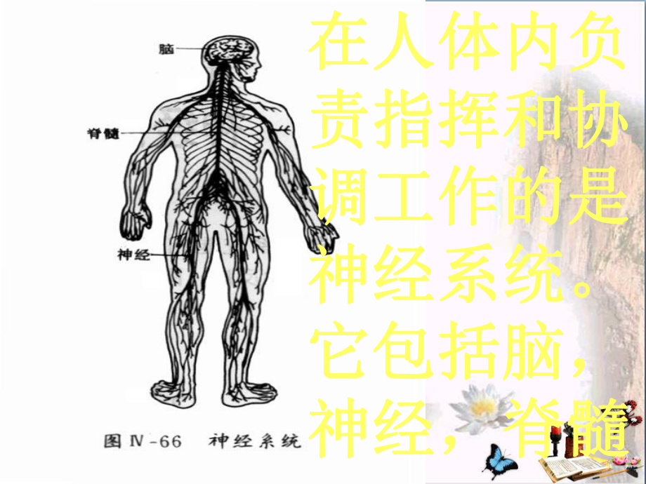 六年级科学上册42《登上健康快车》优秀课件2大象版.ppt_第2页