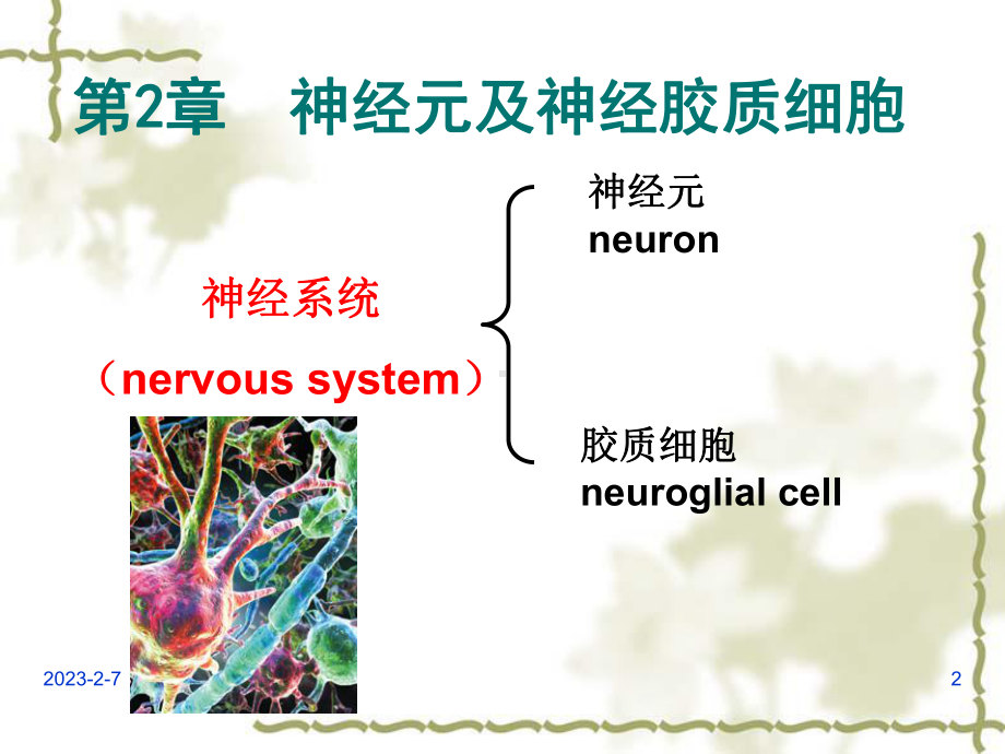 第2章神经元与胶质细胞课件.ppt_第2页